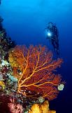 22 Bunaken Island